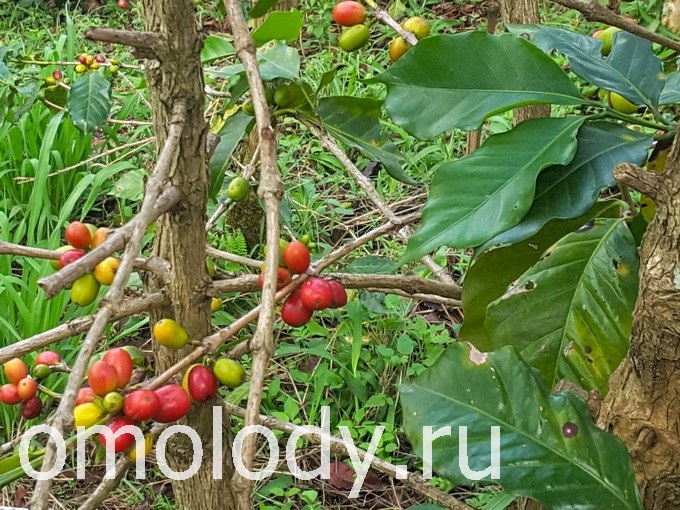 ягоды кофейного дерева