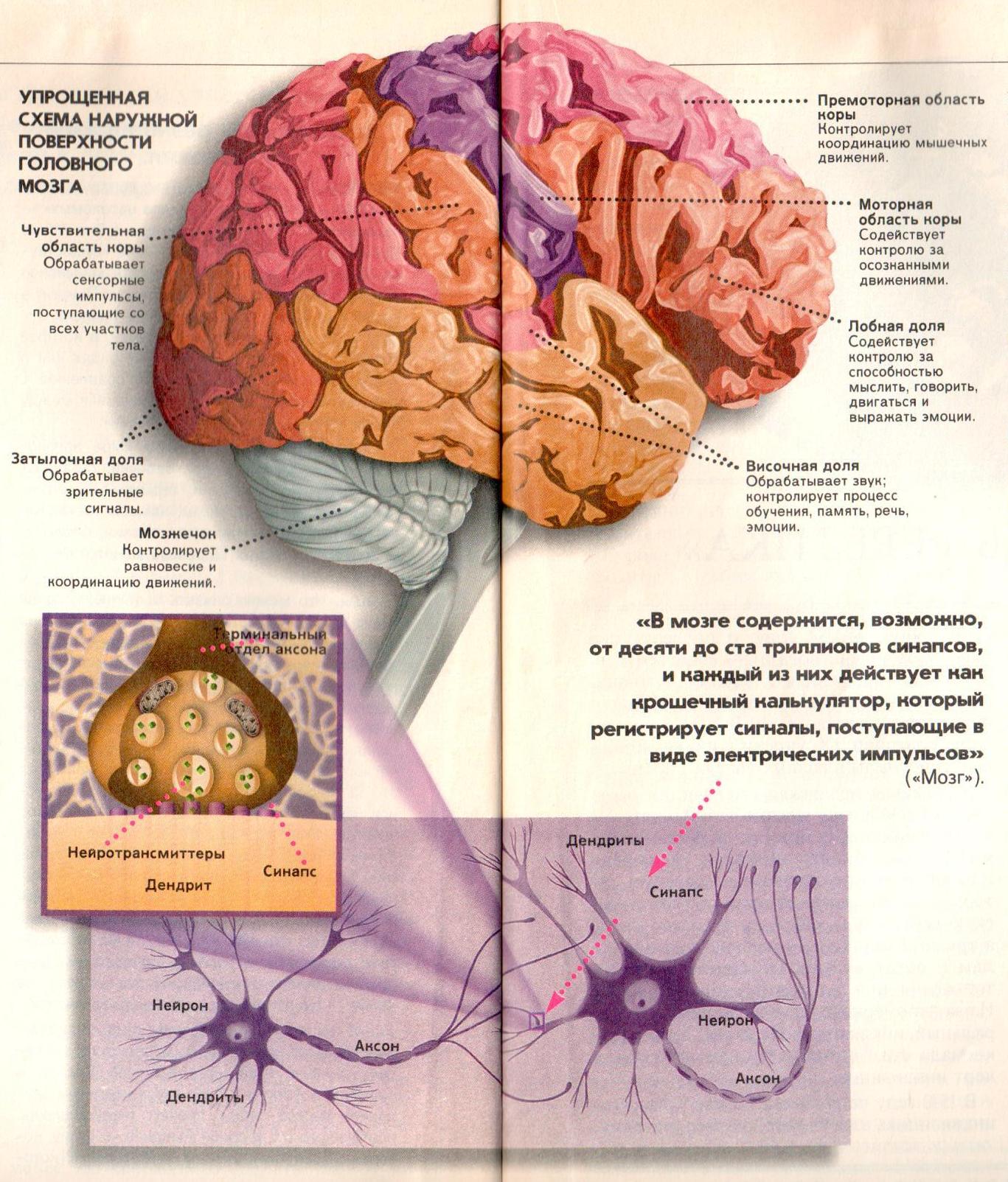 головной мозг фото
