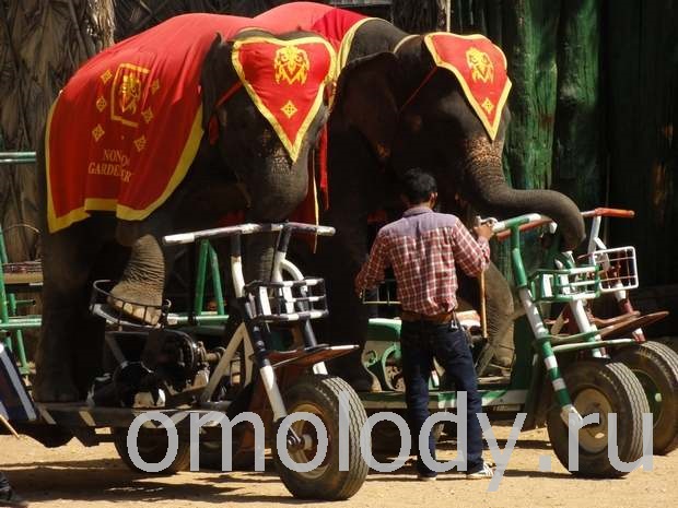 Таиланд Паттайя Слоны на велосипедах
