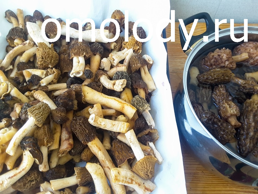 рецепты с грибами сморчковая шапочка
