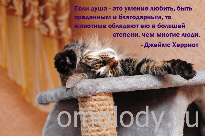 Цитаты о животных