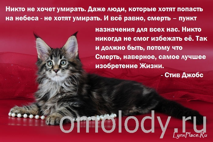 Цитаты и высказывания о смерти