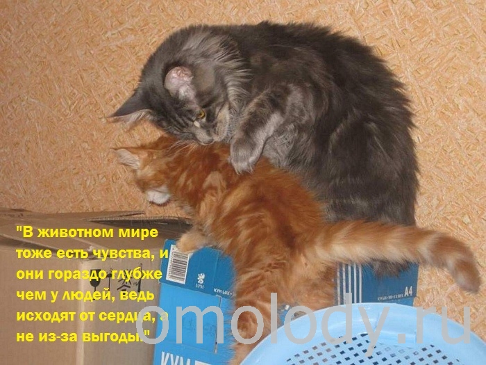 Цитаты известных людей на фото с кошками