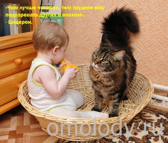 Цитаты известных людей на фото с кошками