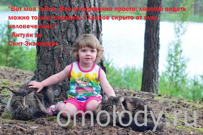 Цитаты известных людей на фото с кошками