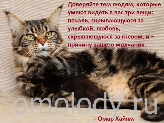 Цитаты известных людей на фото с кошками