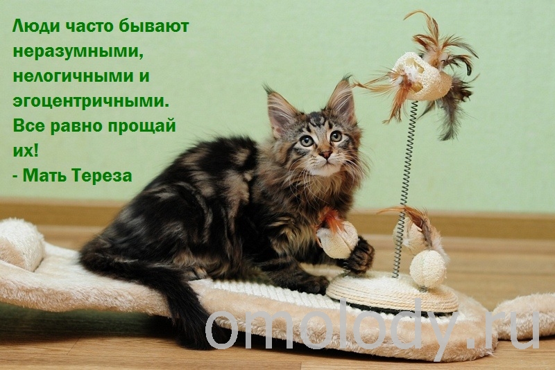 цитаты и высказывания