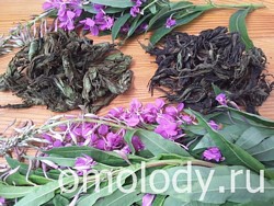 Чай из Кипрея, чай из листьев иван-чая